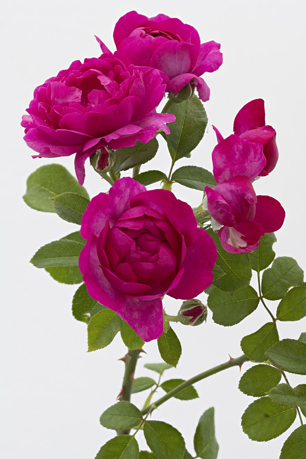 Jardin de Bagatelle #pierrejosephredout&eacute;